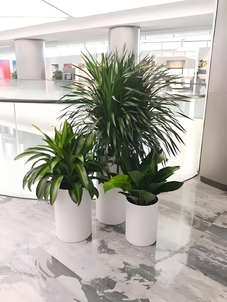 宁波鄞州盆景出租